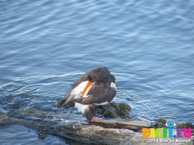 FZ006797 Oystercatcher (Haematopus ostralegus) grooming itself